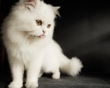 порода кошки перс